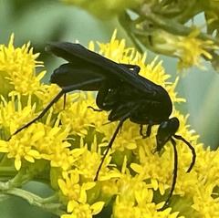 Paracyphononyx funereus