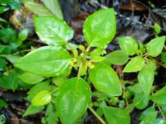 Euphorbia xalapensis