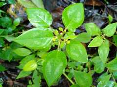 Euphorbia xalapensis