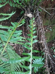 Neoblechnum brasiliense