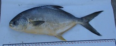 Trachinotus paitensis
