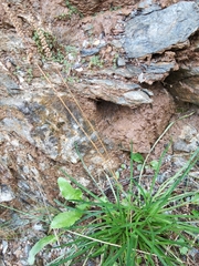 Plantago maritima serpentina