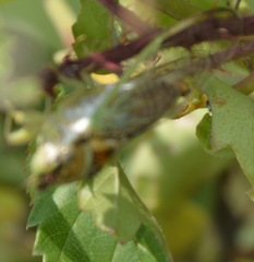 Diceroprocta delicata