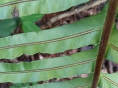 Neoblechnum brasiliense