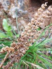 Plantago maritima serpentina