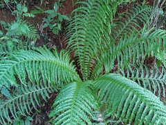 Neoblechnum brasiliense