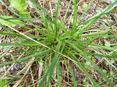 Plantago maritima serpentina