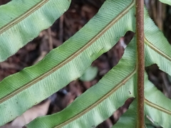 Neoblechnum brasiliense