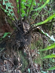 Neoblechnum brasiliense