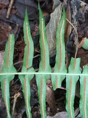 Blechnum occidentale
