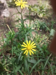 Senecio inaequidens