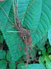 Blechnum occidentale