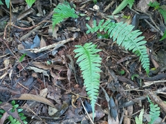 Blechnum occidentale