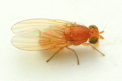 Poecilominettia puncticeps