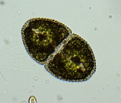 Cosmarium ovale