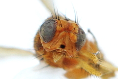 Poecilominettia puncticeps