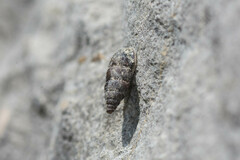 Chondrina avenacea