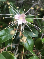 Quadrella jamaicensis