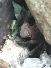 Geothelphusa dehaani