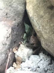 Geothelphusa dehaani