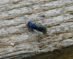 Chrysis indigotea