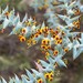 Daviesia pachyphylla - Photo (c) Jesse de Vries, μερικά δικαιώματα διατηρούνται (CC BY-NC), uploaded by Jesse de Vries