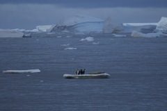 Aptenodytes forsteri