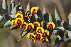 Daviesia pachyphylla
