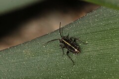 Horistus orientalis