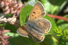 Tharsalea dorcas arcticus