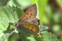 Tharsalea dorcas arcticus