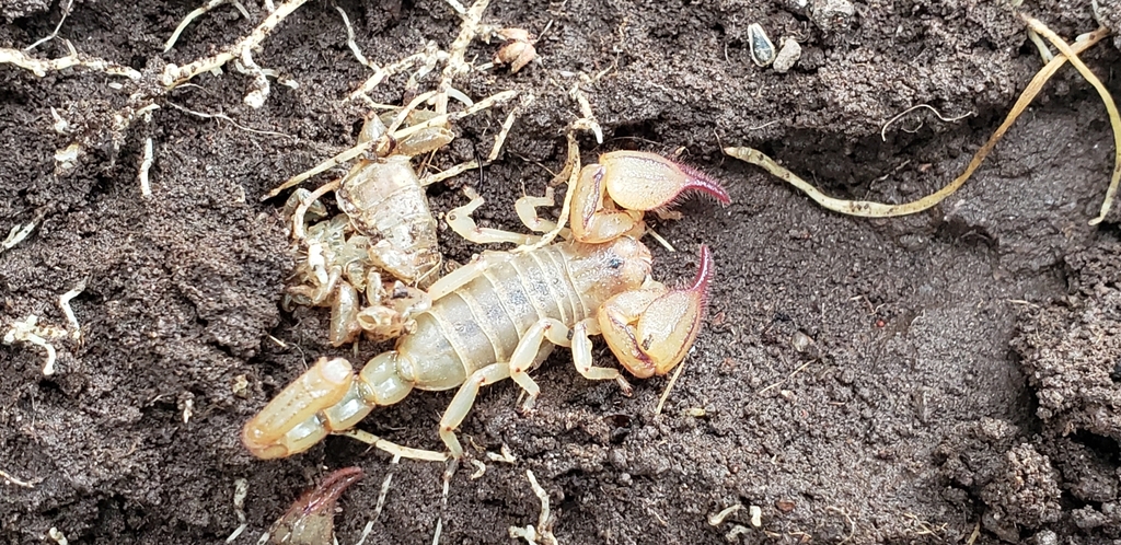 Diplocentrus zacatecanus