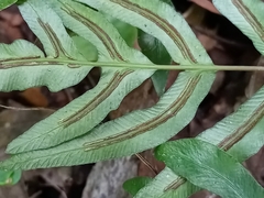 Blechnum austrobrasilianum