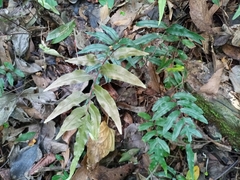 Blechnum austrobrasilianum