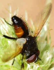 Clairvillia biguttata