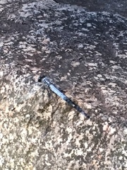 Orthetrum albistylum speciosum