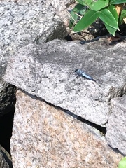 Orthetrum albistylum speciosum