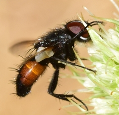 Clairvillia biguttata