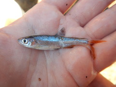 Lythrurus umbratilis