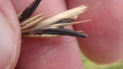 Claviceps purpurea image