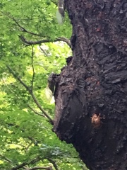 Cryptotympana facialis