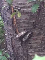 Cryptotympana facialis