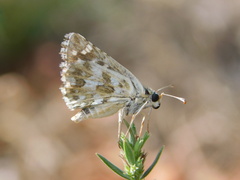 Pyrgus onopordi