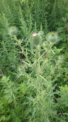 Cirsium vulgare