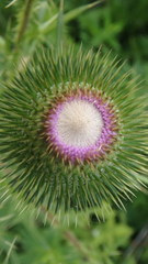 Cirsium vulgare