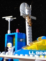 Pelargoderus rubropunctatus