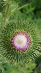 Cirsium vulgare