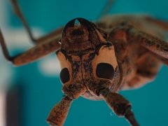 Pelargoderus rubropunctatus