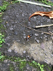 Carcinophora americana