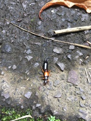 Carcinophora americana